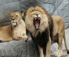 Λέαινα και το λιοντάρι